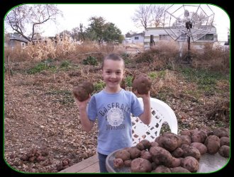 FREE Nitrogen - Potatoes